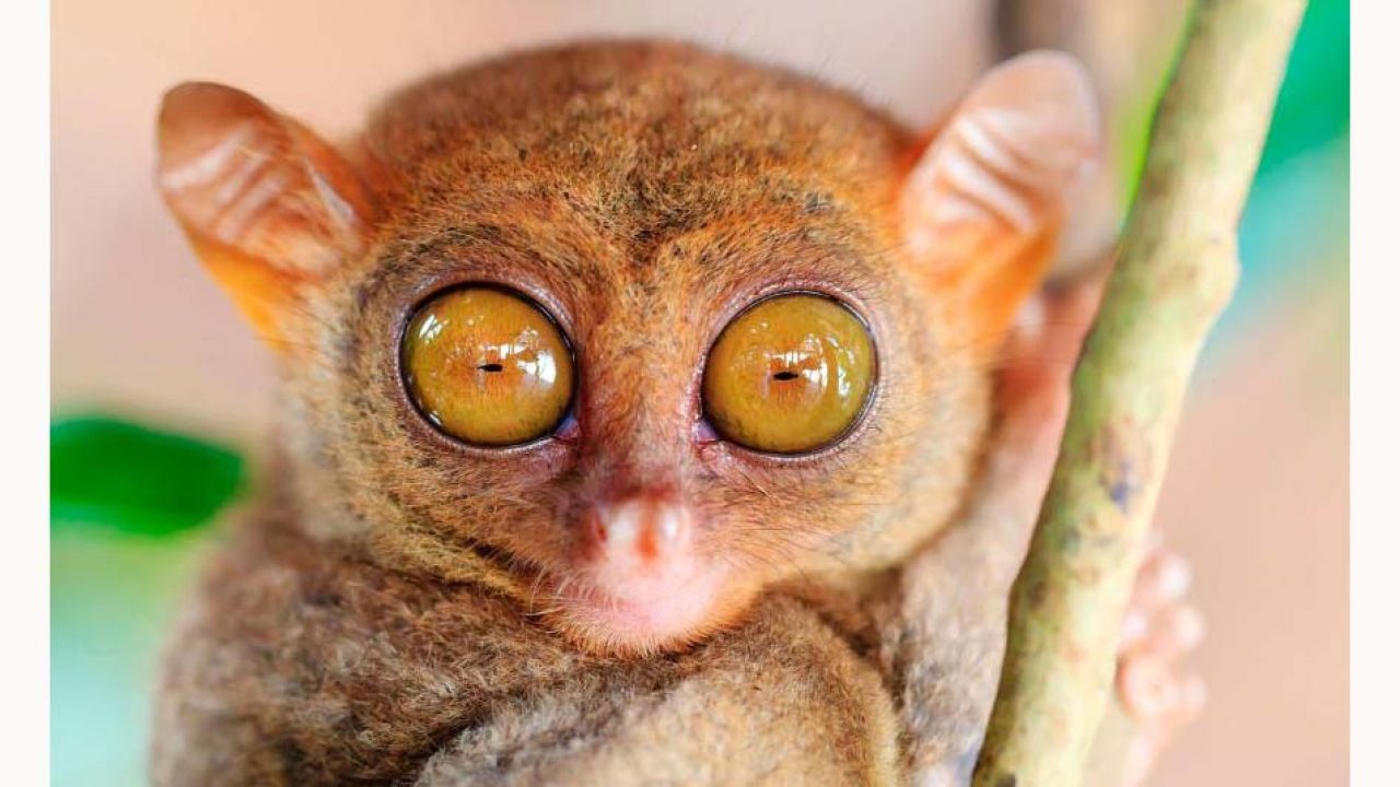 Cuáles animales tienen los ojos más grandes? | National Geographic en  Español