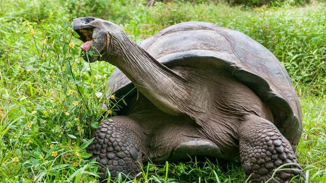Están comiendo lo adecuado las tortugas de las Galápagos? | National  Geographic en Español