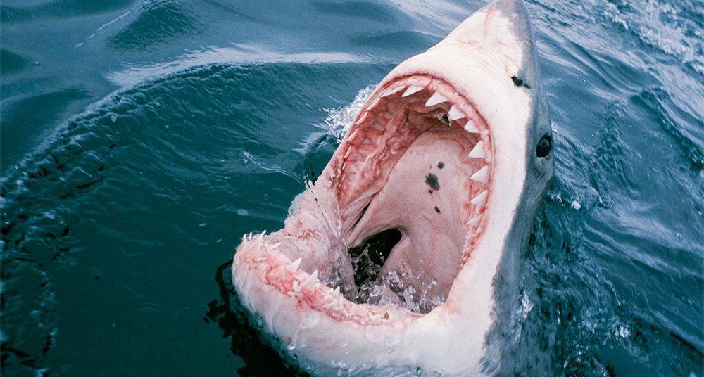 Por qué disminuyó el riesgo de ataques de tiburón? - National Geographic en  Español