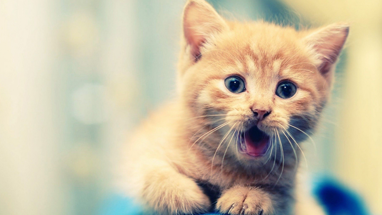 Sabes cómo nació la expresión «gato encerrado»? | National Geographic en  Español