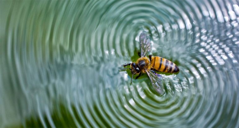 10 deleitosas fotografías de abejas