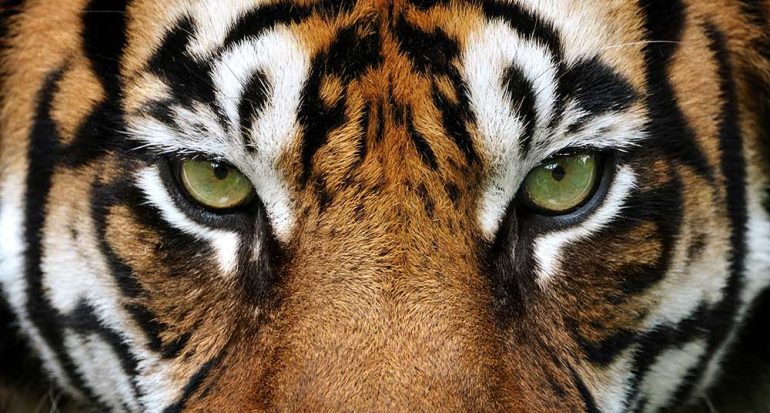 12 datos que quizá no sabías sobre los tigres