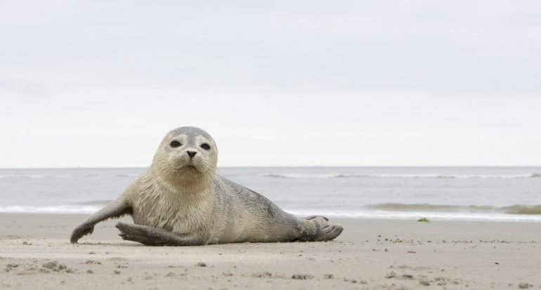 12 especies de focas que tal vez desconocías