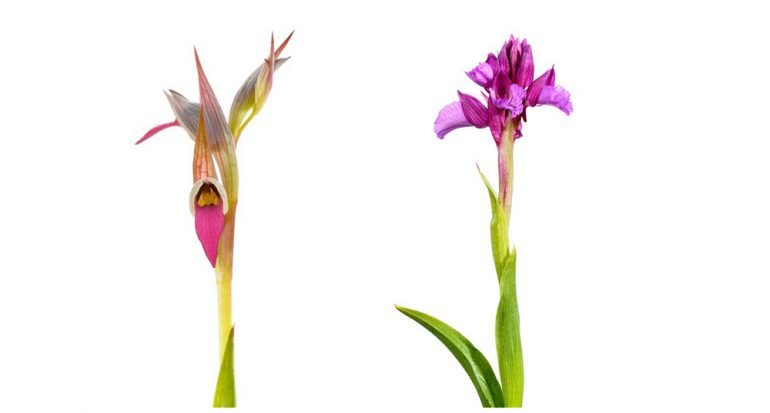 12 fotos coloridas de orquídeas