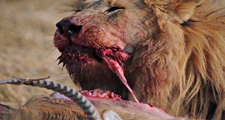 14 fotos increíbles de los grandes depredadores de África
