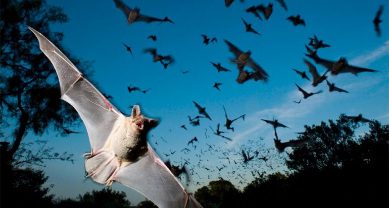 16 fotografías de murciélagos. A tiempo para la Noche de Brujas