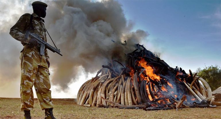 2016 podría marcar el cambio en la lucha por los elefantes