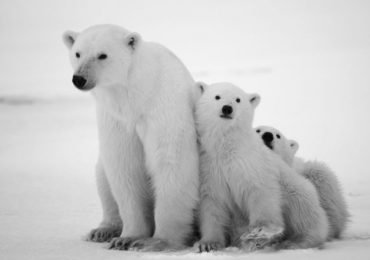 4 animales con formas increíbles para protegerse del frío