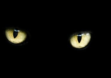 5 curiosas supersticiones sobre animales