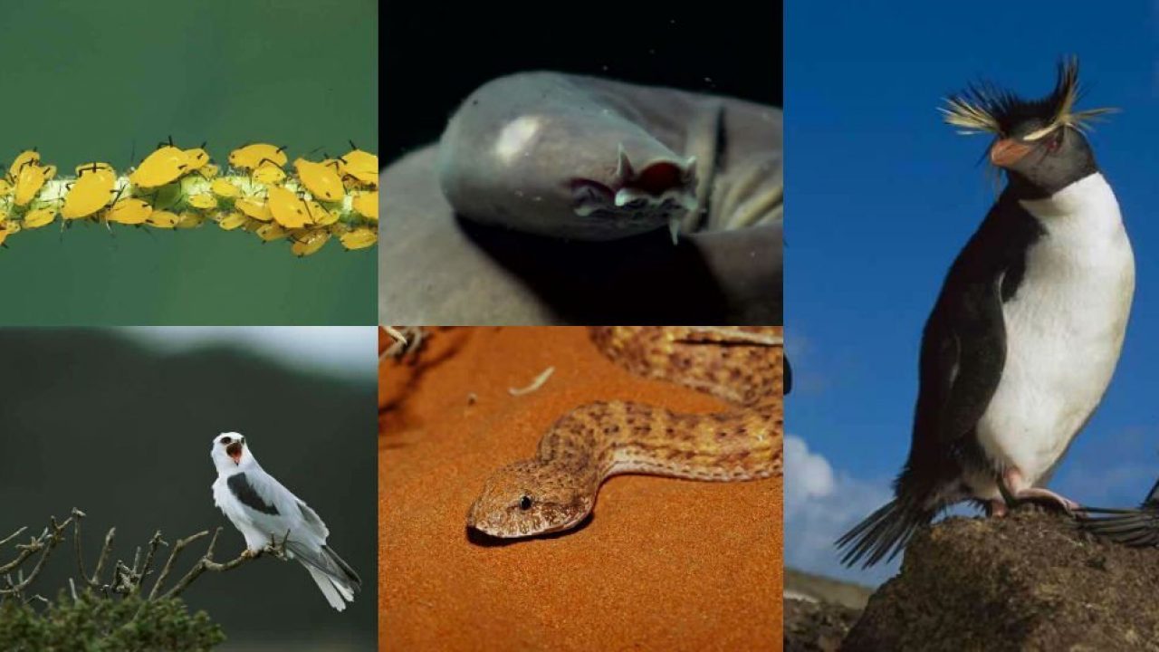 5 ejemplos de evolución a la inversa | National Geographic en Español