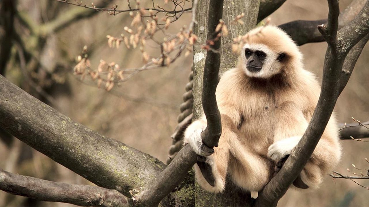6 animales que viven en los árboles | National Geographic en Español