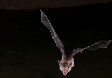 6 mitos sobre los murciélagos