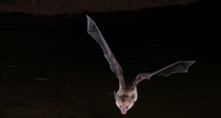6 mitos sobre los murciélagos