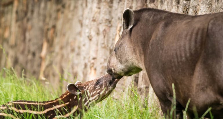 7 datos curiosos sobre el tapir