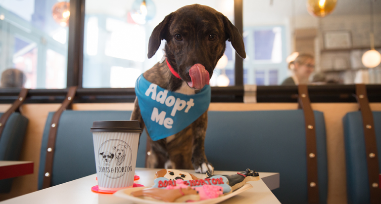 Abren la primera cafetería para perros en Nueva York