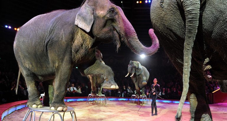 Adiós a los animales en el circo
