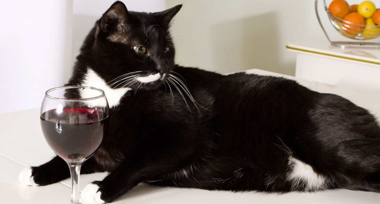 Ahora es posible poder compartir una copa de vino con tu mascota