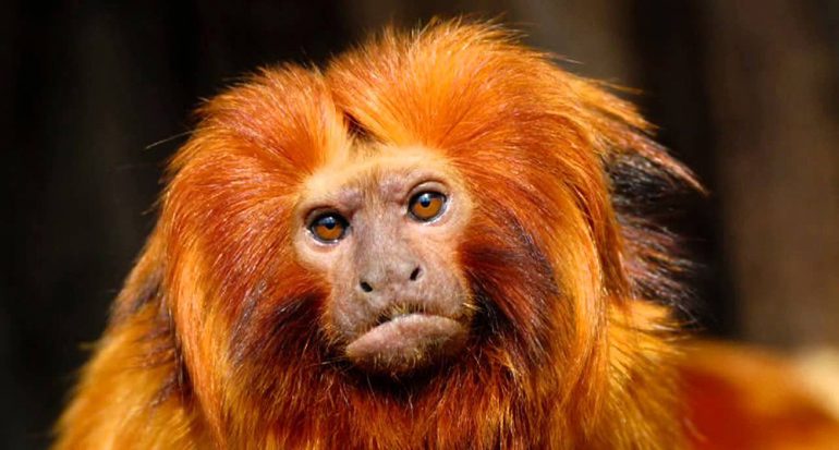 Aparece una especie de mono no vista en un siglo en Brasil