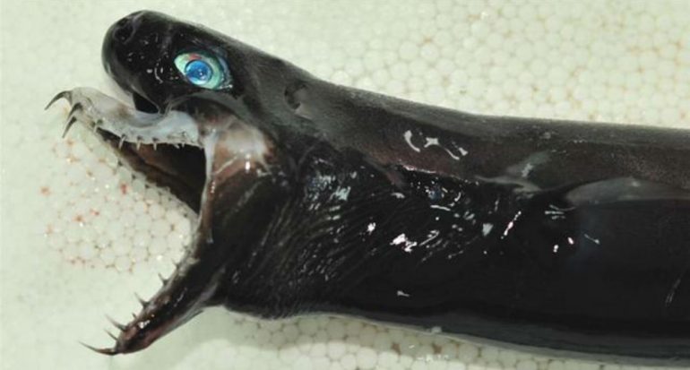 Apareció un tiburón víbora en las costas de Taiwán