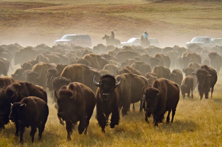 Arreo de bisontes en Dakota del Sur