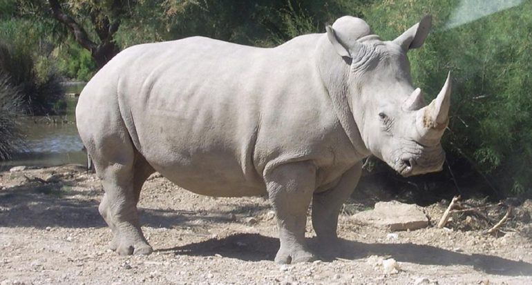 Atacan a famoso rinoceronte en un zoológico francés