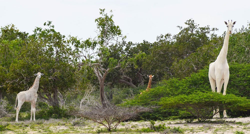 Avistan a una jirafa blanca con su cría en Kenia - National Geographic en  Español
