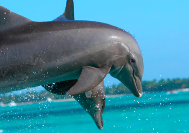 Avistan el momento en que unos delfines juegan con una ballena azul