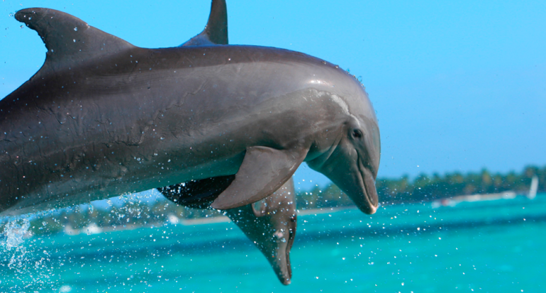 Avistan el momento en que unos delfines juegan con una ballena azul