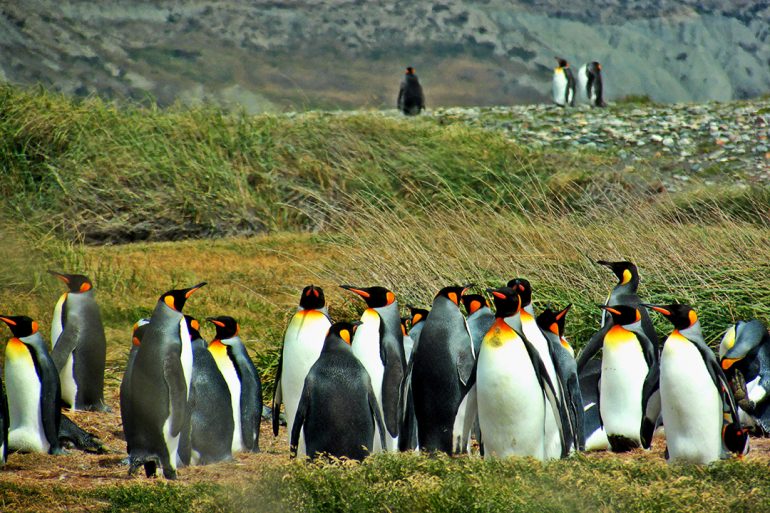 BLOG EN MOTO | Pingüinos en Tierra del Fuego