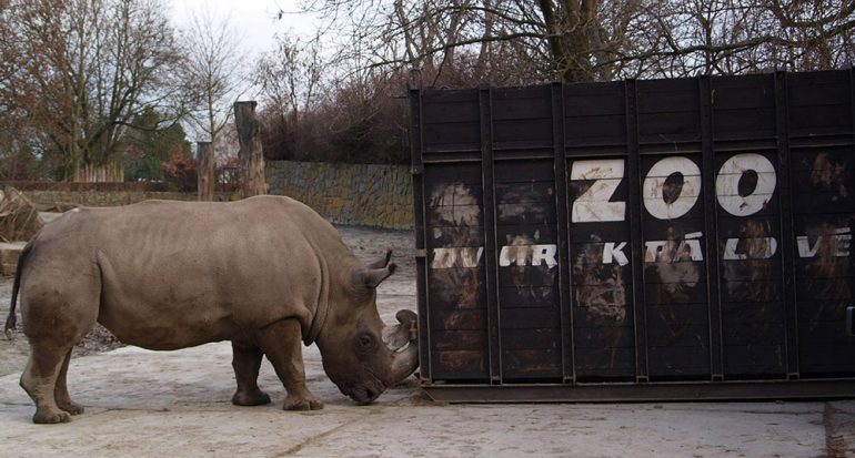Buscan crear un rinoceronte blanco con el último que existe