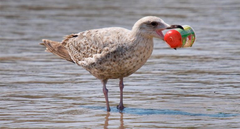 Casi todas las aves marinas del mundo comen plástico