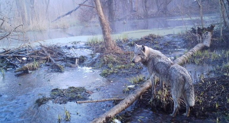 Chernóbil y otros lugares donde la fauna prospera sin personas