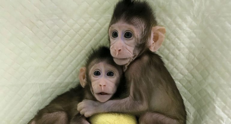 Científicos chinos crean los primeros clones de primates