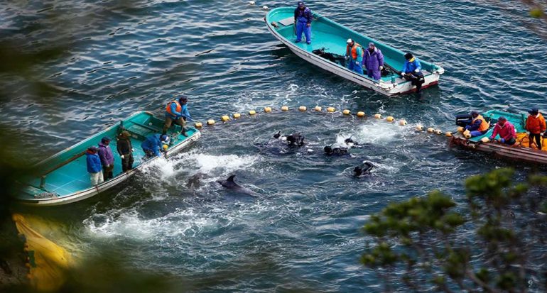 Comenzó la cacería anual de delfines en Japón
