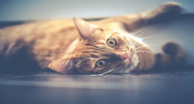 Conducta felina: ¿Por qué los gatos se comportan raro?