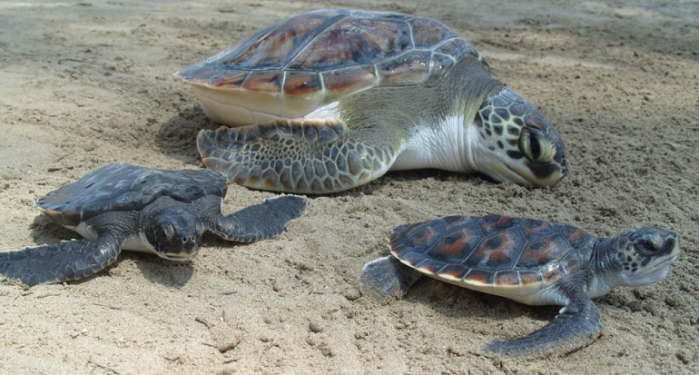 Confirmado con drones: Costa Rica está repleta de tortugas