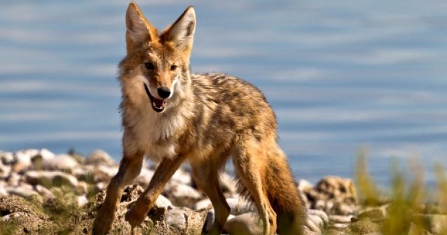 Coyote: el can con mejor adaptación