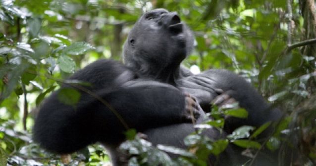 Crece la amenaza contra los gorilas de montaña en el Congo