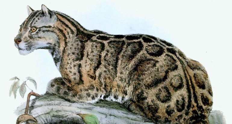 Cuatro felinos extintos en los últimos 100 años