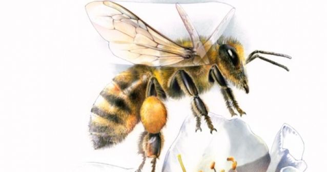 Cómo aletean las abejas