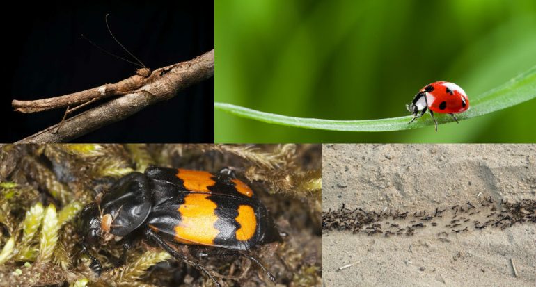 Cómo sobreviven los insectos (y cómo nos ayudan)