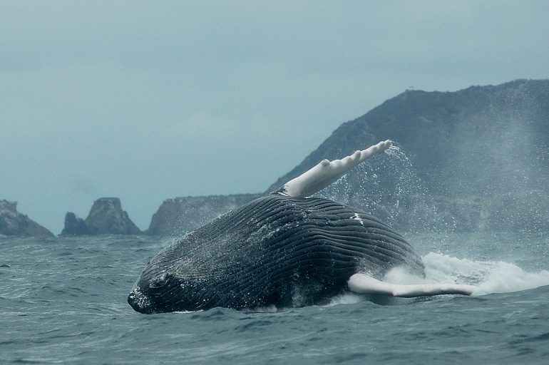 De ballenas y helicópetros