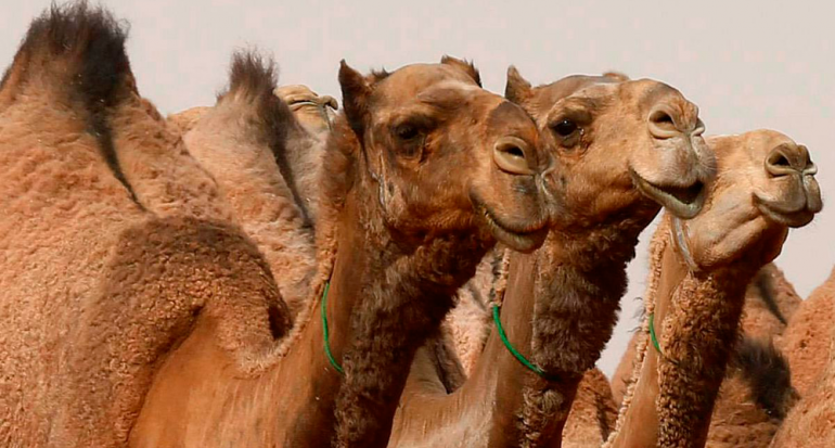 Descalifican a 12 camellos de un concurso de belleza por implantarles bótox
