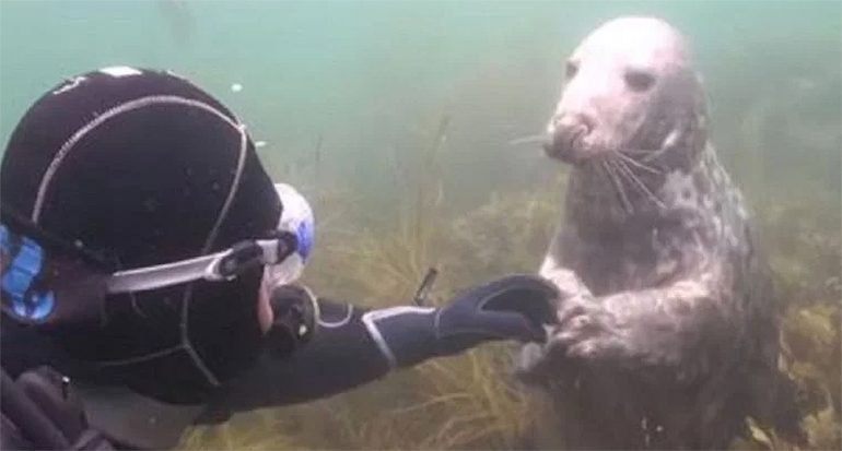 Descubre qué le pide esta foca a un buzo