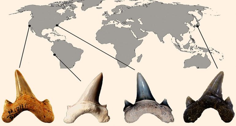 Descubren fósil de tiburón del tamaño de un auto