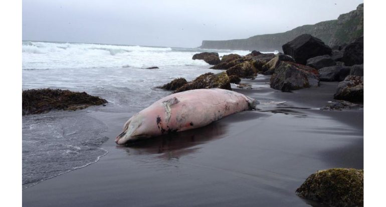 Descubren misteriosa especie de cetáceo en Alaska