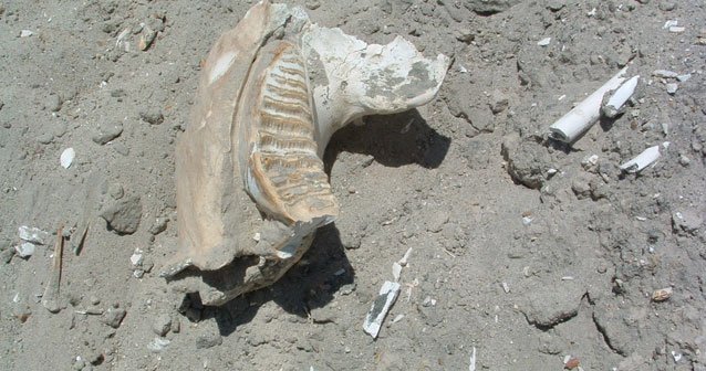 Descubren sitio paleontológico en Chihuahua