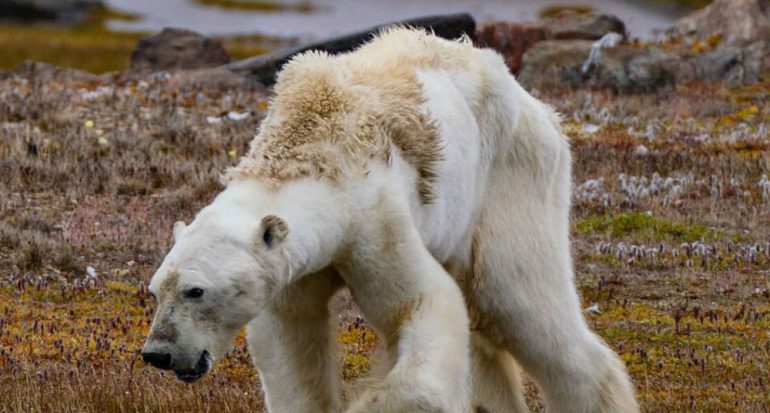 Documentan oso polar que sufre por el cambio climático