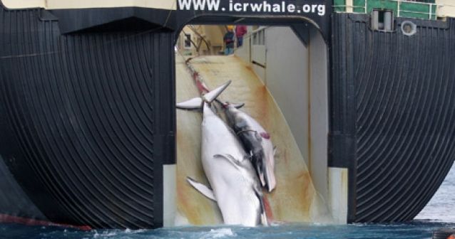 Dos tercios de los japoneses están a favor de la caza de ballenas