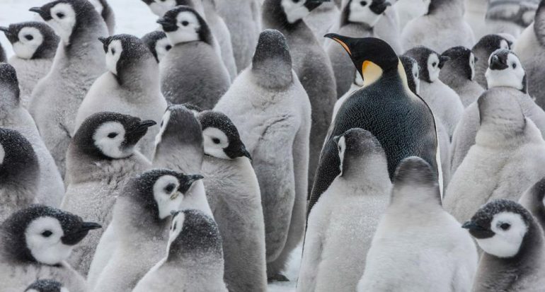 Día Mundial del Pingüino: ¿Acaso existe un ave más adorable?